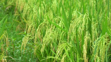 Ağır pirinç kafalar hasat için hazır.