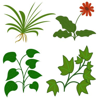 Bitki koleksiyonu çizimi. Yeşil yapraklı. Kırmızı çiçek aksanı. Vektör çizimi. EPS 10.