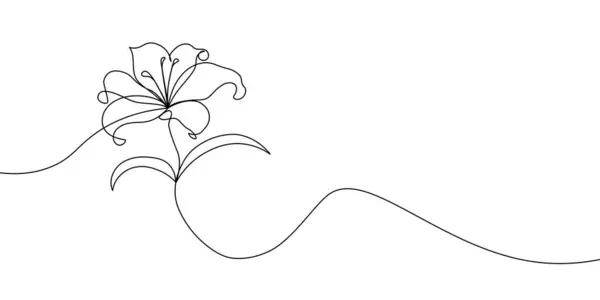 Beyaz arka planda minimalist siyah-beyaz bir tarzda yaratılmış yapraklı, çiçek açan bir zambak çiçeğinin narin ve sanatsal çizimi. Lily çiçek bir çizgi simgesi. Vektör illüstrasyonu
