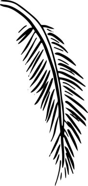 Tropikal Menü Tasarımı için Palm Leaf Silhouette Sketch. Vektör illüstrasyonu.