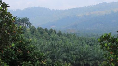 Durian Dağları ile yeşil tarlalar