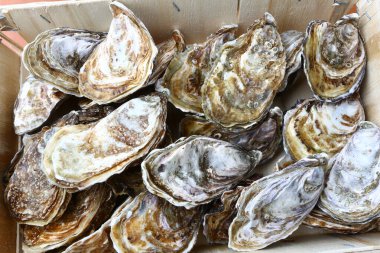 Taze istiridye gibi nefis deniz ürünleri.