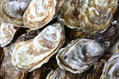 Taze istiridye gibi nefis deniz ürünleri.