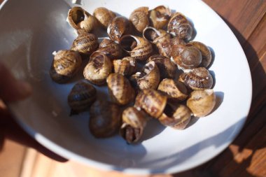 Katalan yemeği olarak pişmiş salyangoz. 