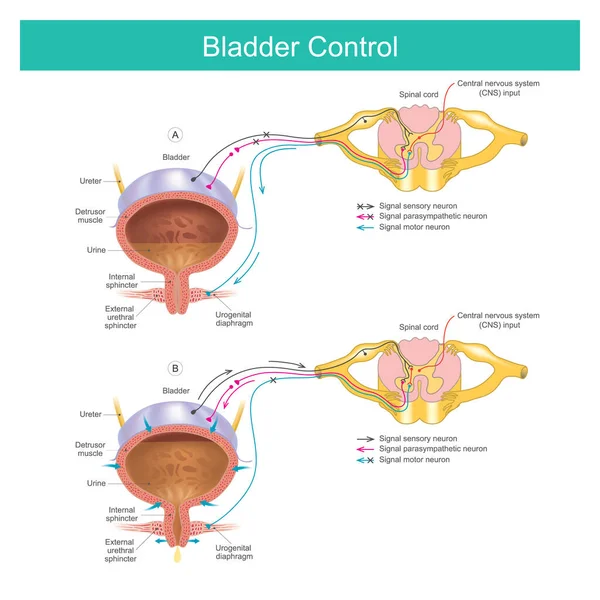 膀胱コントロール 膀胱の筋肉は 時間が正しいとき排尿を制御します — ストックベクタ