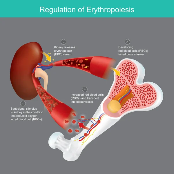 Eritropoziesin Düzenlenmesi Kan Damarındaki Oksijen Azaldığı Zaman Kırmızı Kemik Iliğinden — Stok Vektör
