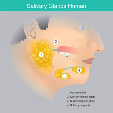 İnsan kafasındaki büyük tükürük bezlerinin ve ağız boşluğuna tükürük salgılayan kanallarının anatomik genel değerlendirmesi..