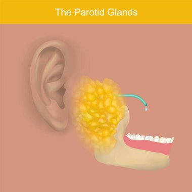 Parotid Bezler ve Salya Üretimi. Bu resim, insan vücudundaki ana tükürük bezlerinden biri olan parotid bezinin yerini ve işlevini gösteriyor.