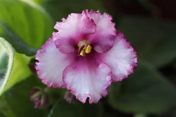 美しいローズバイオレット花ブラジル — ストック写真