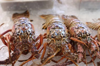Istakoz, Brezilya 'dan lezzetli deniz ürünleri.