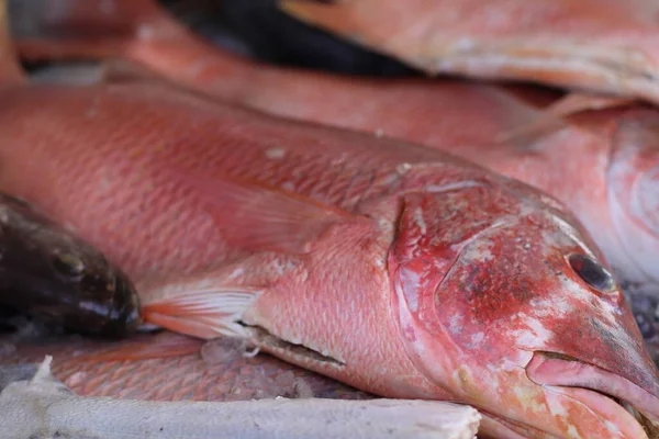 ブラジルからの生魚のシーフード Yummy — ストック写真