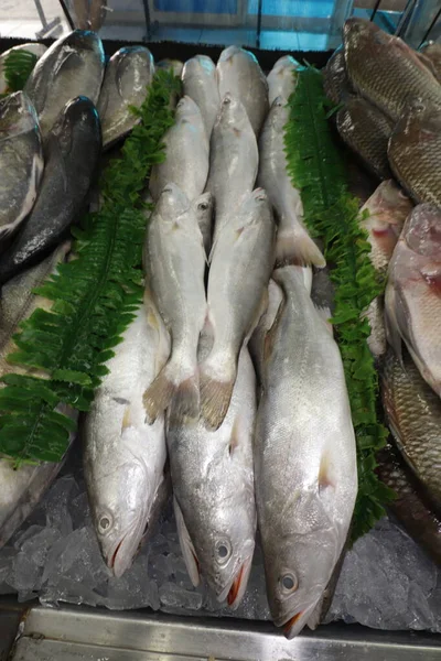 Pescado Cru Salmão Peixaria — Fotografia de Stock