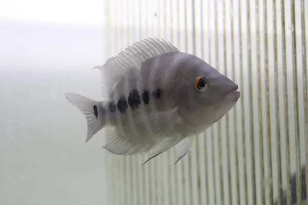 Akwaria Cichlid Fish — Zdjęcie stockowe