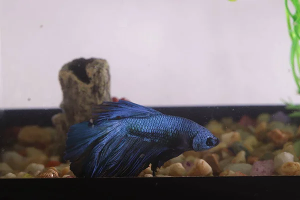 水族館の青いベータ魚 — ストック写真