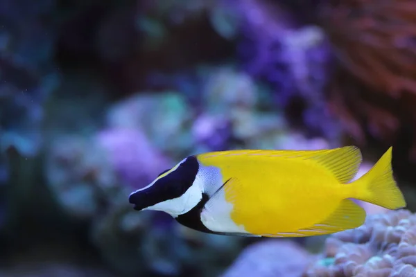 Fuchsgesicht Kleine Süßwasserfische Aquarium — Stockfoto