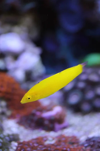 水族館の小さな淡水魚 — ストック写真
