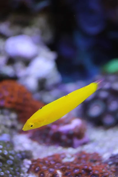 水族館の小さな淡水魚 — ストック写真