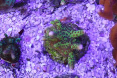 Kova 'daki deniz yosunları ve deniz mercanları.