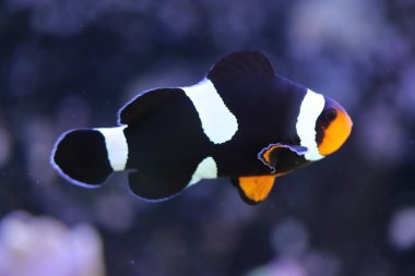 Denizde Küçük Deniz Balığı