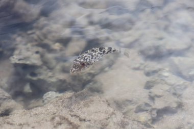 Denizde Küçük Deniz Balığı