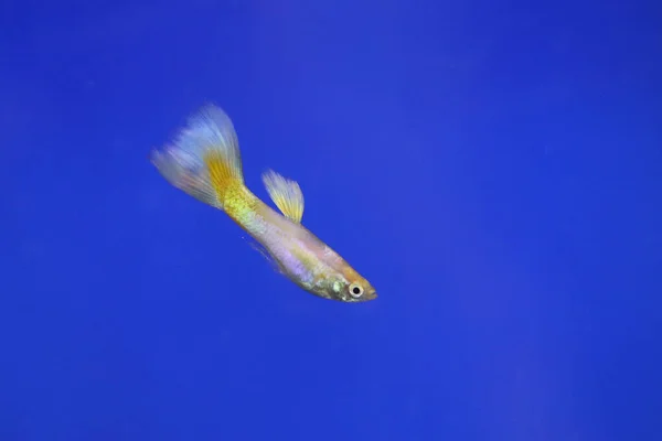 Kleine Zoetwatervissen Het Aquarium — Stockfoto