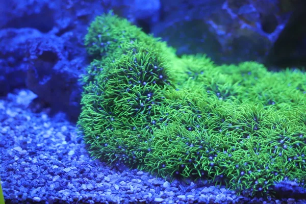 Algas Corais Marinhos Aquario — Fotografia de Stock