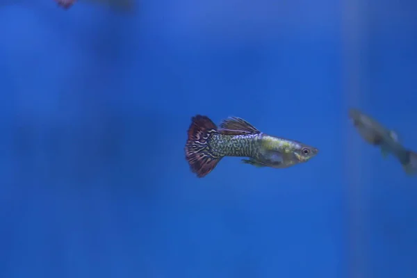 아쿠아리움 민물고기 — 스톡 사진