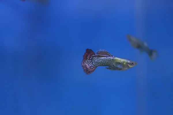 Liten Sötvattensfisk Akvarium Lebiste — Stockfoto