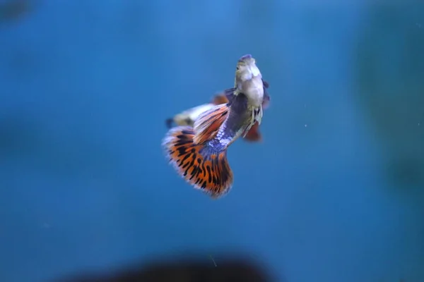 Lebiste Akvaryumunda Küçük Tatlı Balığı — Stok fotoğraf