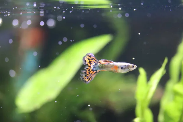 Маленькі Прісноводні Риби Акваріумі Лебісте — стокове фото