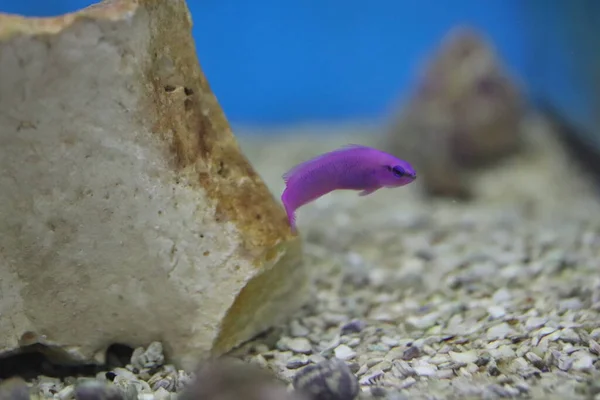 Acuario Peces Cichlids Agua Salada — Foto de Stock