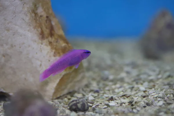 水族館魚塩水 Cichlids — ストック写真