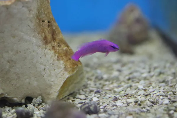 Akvarium Fisk Saltvatten Cichlids — Stockfoto
