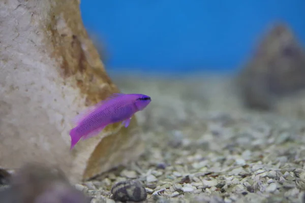 Akvarium Fisk Saltvatten Cichlids — Stockfoto