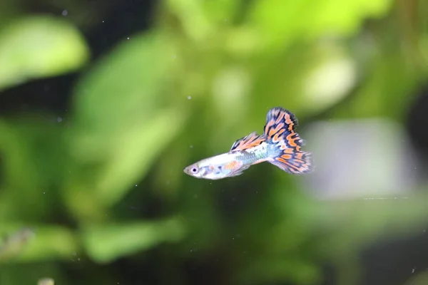 Маленькі Прісноводні Риби Акваріумі Лебісте — стокове фото