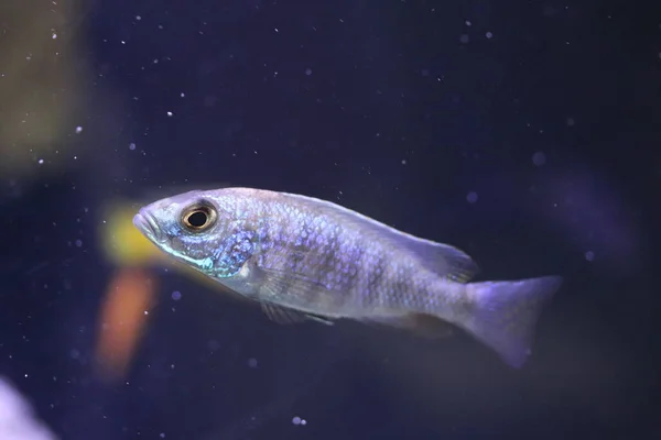 Akwarium Ryby Słona Woda Cichlids — Zdjęcie stockowe