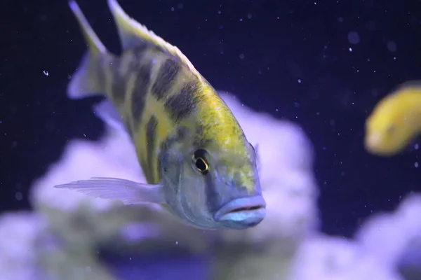 수족관 물고기 — 스톡 사진