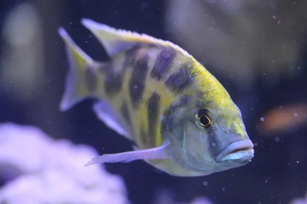 水族館魚塩水 Cichlids — ストック写真