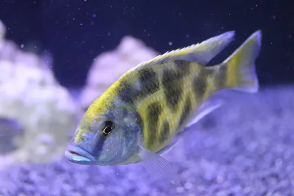 Aquário Peixes Cichlids Água Salgada — Fotografia de Stock