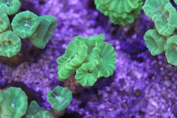 Algen Und Meereskorallen Aquario — Stockfoto