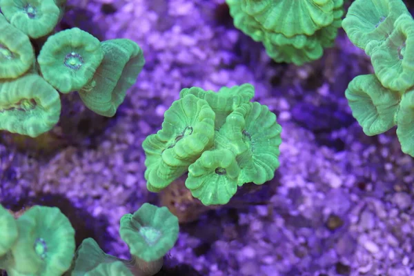 Algen Und Meereskorallen Aquario — Stockfoto