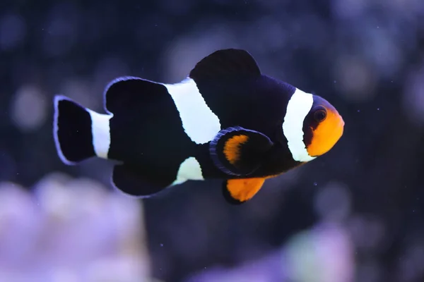 Мала Морська Риба Морі — стокове фото