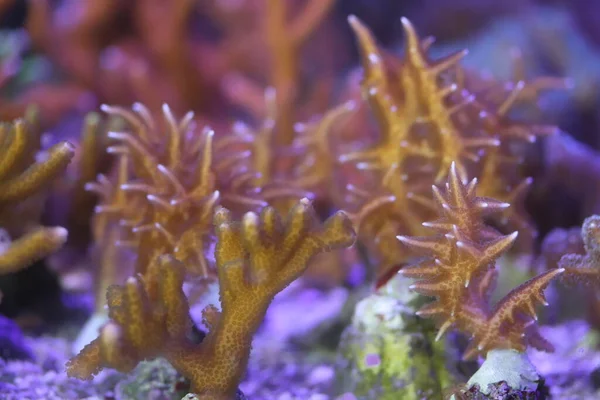 stock image Algae and Marine Corals in Aquario