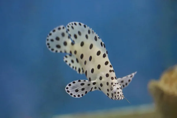 수족관에 담수호의 그림같은 민물고기 — 스톡 사진