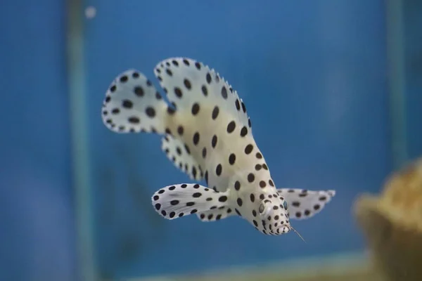 Bemalte Süßwasserfische Aquarium — Stockfoto