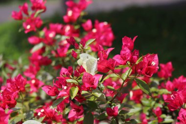 Çiçek Kelebekleri Uçan Güveler Doğa