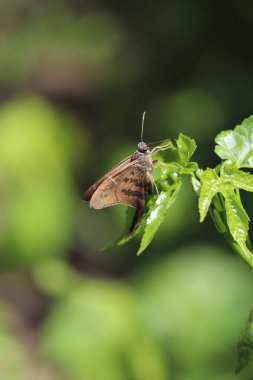 Doğa Güvesi Böceği Kelebek çalılıklarda uçuyor