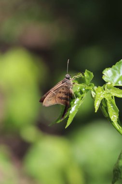 Doğa Güvesi Böceği Kelebek çalılıklarda uçuyor