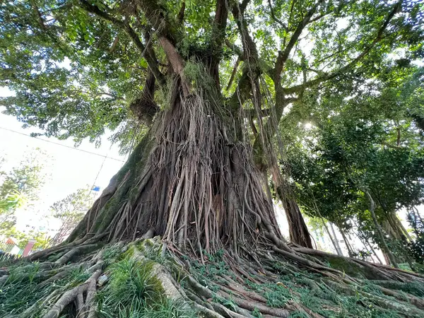 Uralter Feigenbaum Mit Wurzeln Auf Florianopolis Platz Freigelegt — Stockfoto