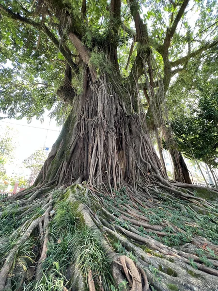 Florianopolis Meydanı Nda Kökleri Ortaya Çıkan Antik Ncir Ağacı — Stok fotoğraf